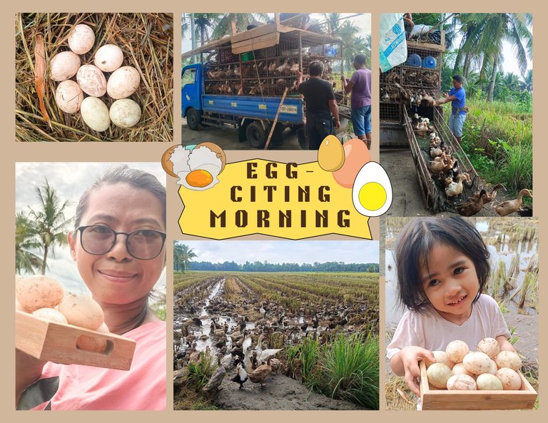  An Egg-citing Morning with 700 Ducks: A Real Life After Rice Harvest