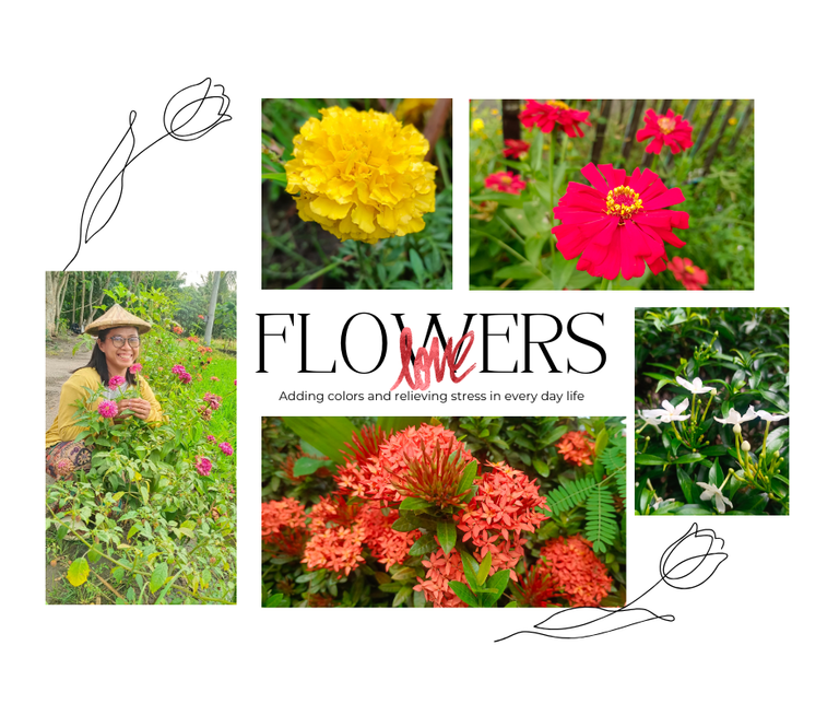 My Simple Flower Garden Beside the Rice Farm: Adding Color and Relieving Stress in Everyday Life