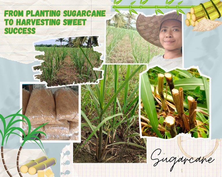 From a Sugarcane Farm to Sweet Sugar in the Market: Our Journey, Lesson and Inspiration for Future Farmers 