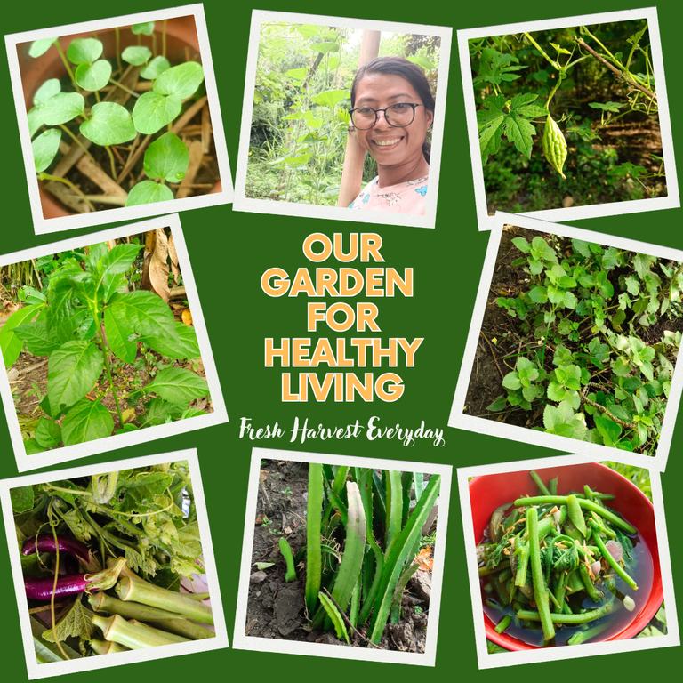 Fresh Harvest Everyday: How our Backyard Garden with Vegetables and Herbs Keeps Our Family Healthy