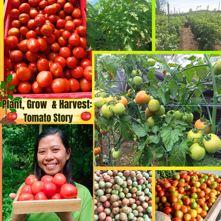 Our Tomato Farming: From Planting in the Garden to Harvesting, Selling and Displaying at the Local Market🍅🍅