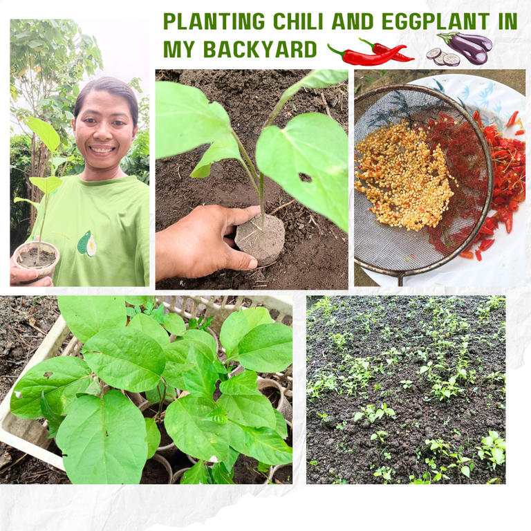 Planting Chili and Eggplant in My Backyard: A Mother’s Routine Even on the Busiest Days 