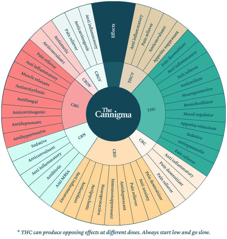 Common-Cannabinoids-in-Cannabis-Reference.jpg