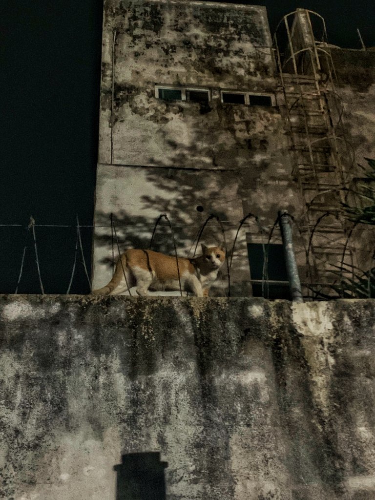 12274530-F3DB-439F-9F63-C1B1651BD54A.jpeg