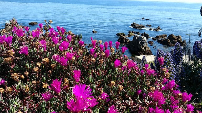 monterey flowers.jpg