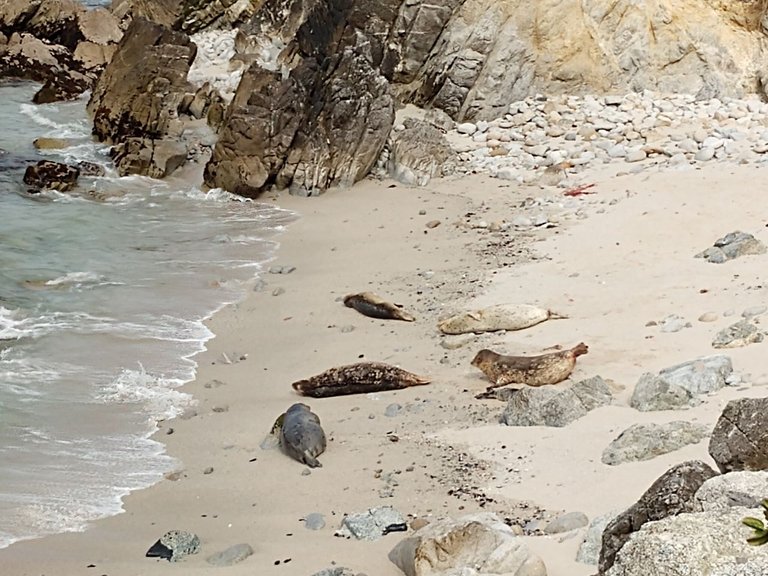 Monterey seals.jpg