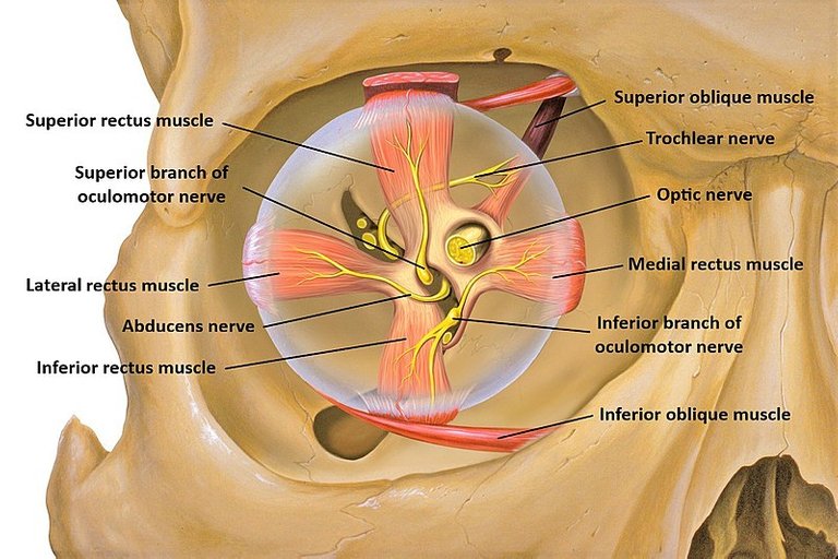 Eye_orbit_anterior_(modified).jpg