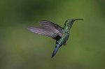 hummingbird-7881046.jpg