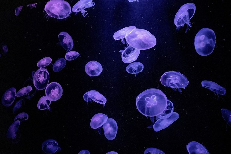 jellyfish-4949516_1280.jpg