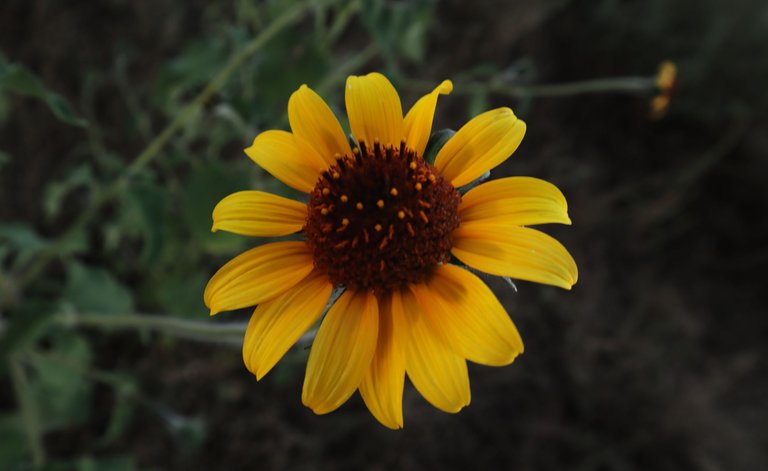 Sunflower.png