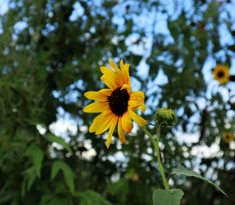 Sunflower 2.jpg