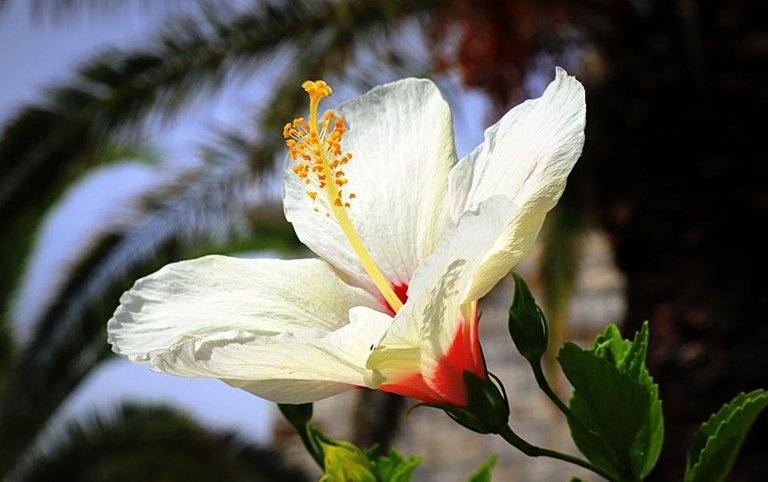 hibisc.jpg