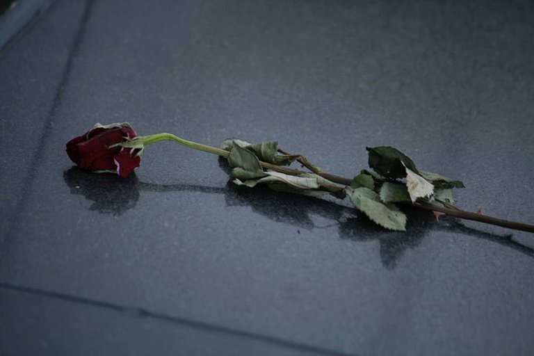 rose at memorial.jpg
