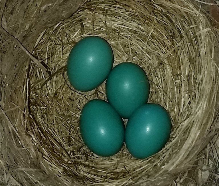 20220423_123245robin eggs.jpg