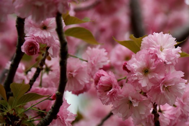 cherry tree blooming.jfif