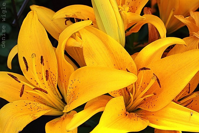 lilies again 2.jpg