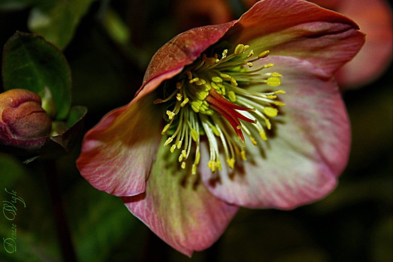 hellebore.jpg