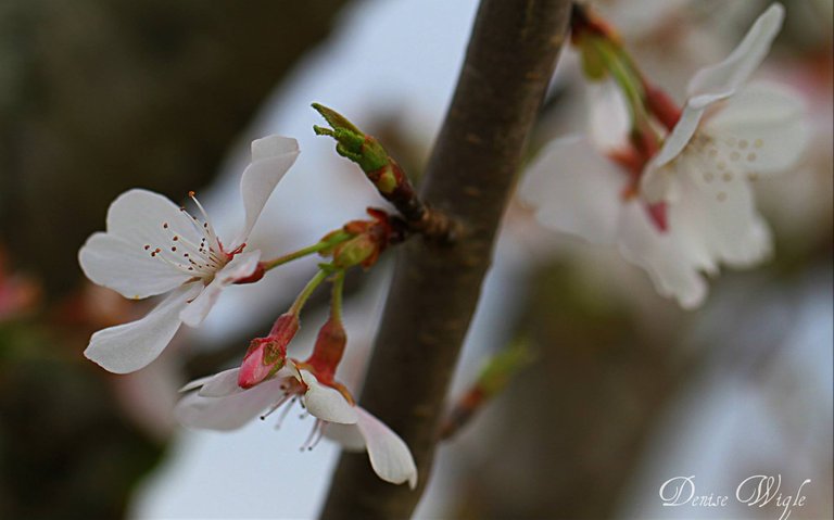 cherry blossom hanging.jpg