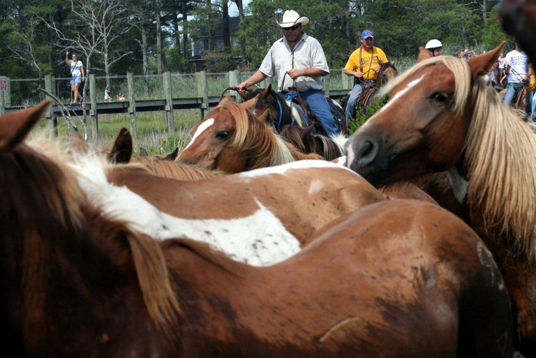 Pony run to the Fairgrounds.jpg