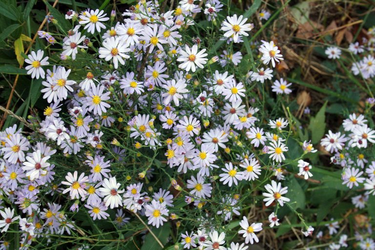 daisies that the rain brought out 1.jpg