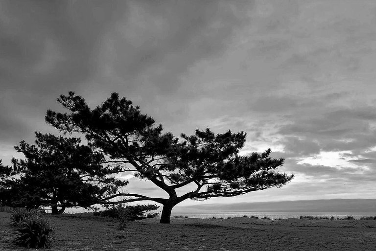 sunset with tree b&w.jpg