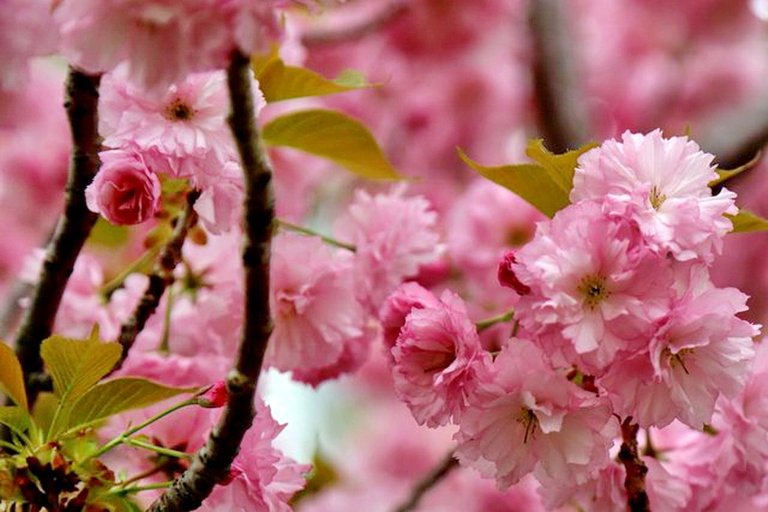 cherry tree blooming 3.jpg