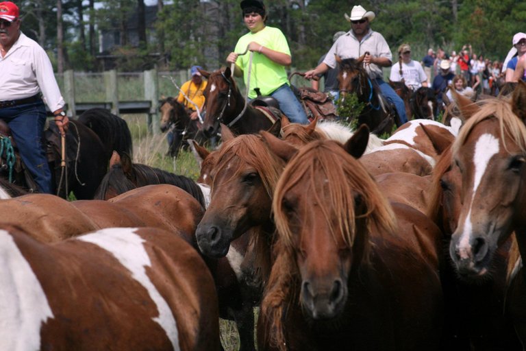 Pony run to the fairgrounds at Chincoteague.jpg