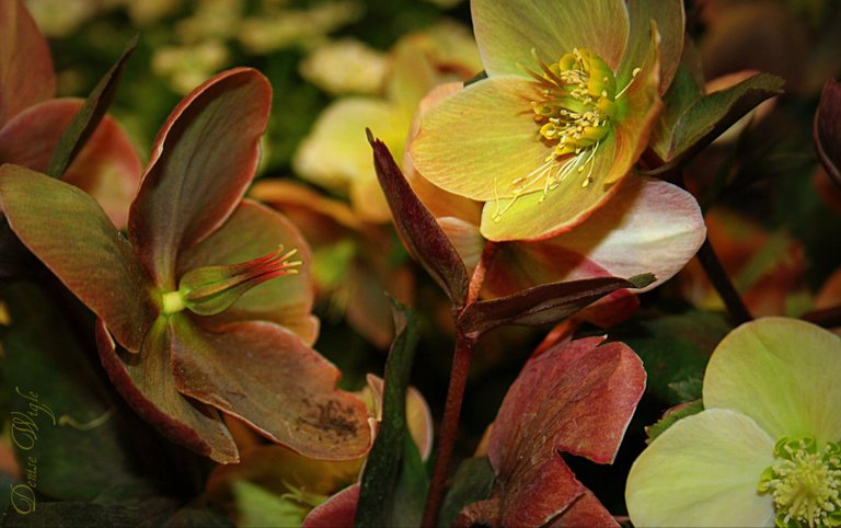 Hellebores'.jpg