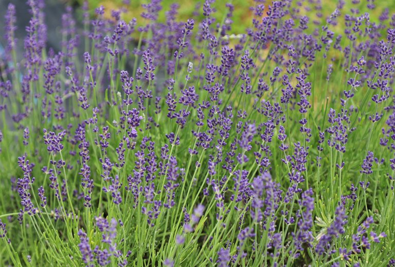 IMG_1127 Lavender fields.JPG