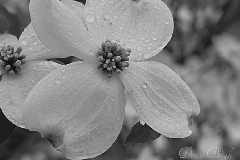 raining on the dogwood cropped in B&W.png