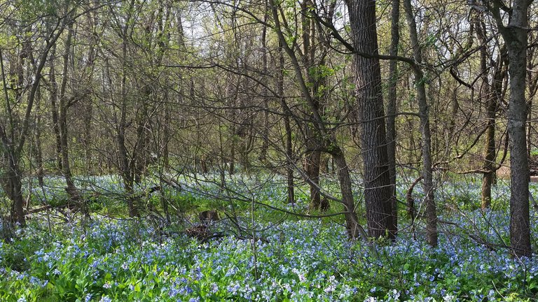 Blue bell forest.jpg