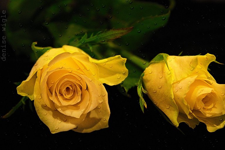 yellow rose.jpg