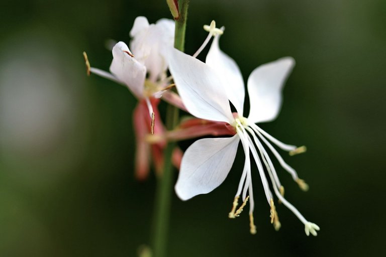 white flowers.jfif