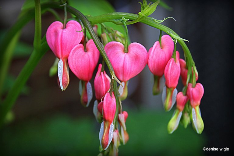 bleeding heart flower.jpg