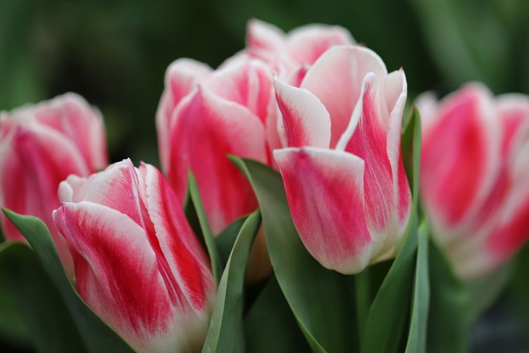 candy strip tulip.JPG