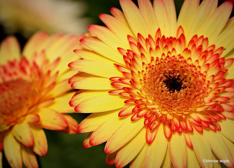 Yellow and red floral.jpg