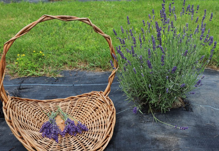 lavender fields.JPG