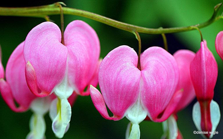 bleeding hearts.jpg