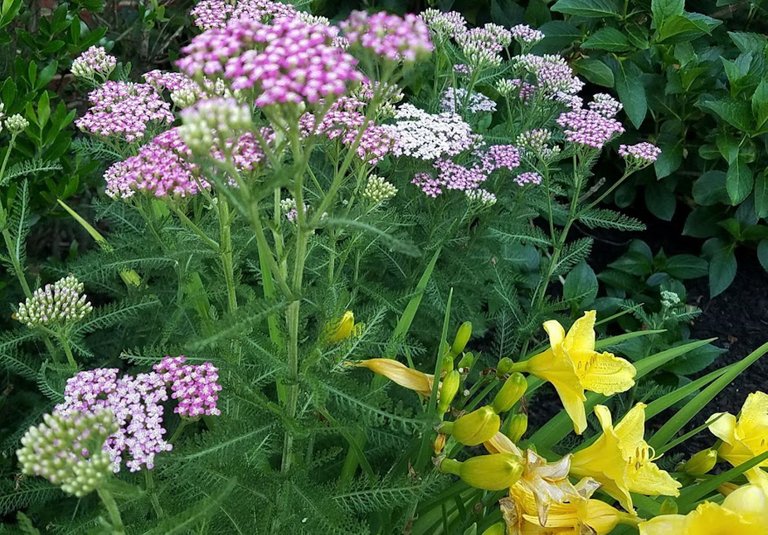 field of flowers.jpg