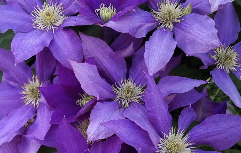 purple clematis a.jpg