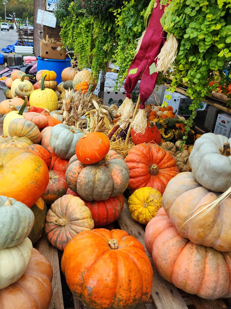 pumpkin patch.jpg