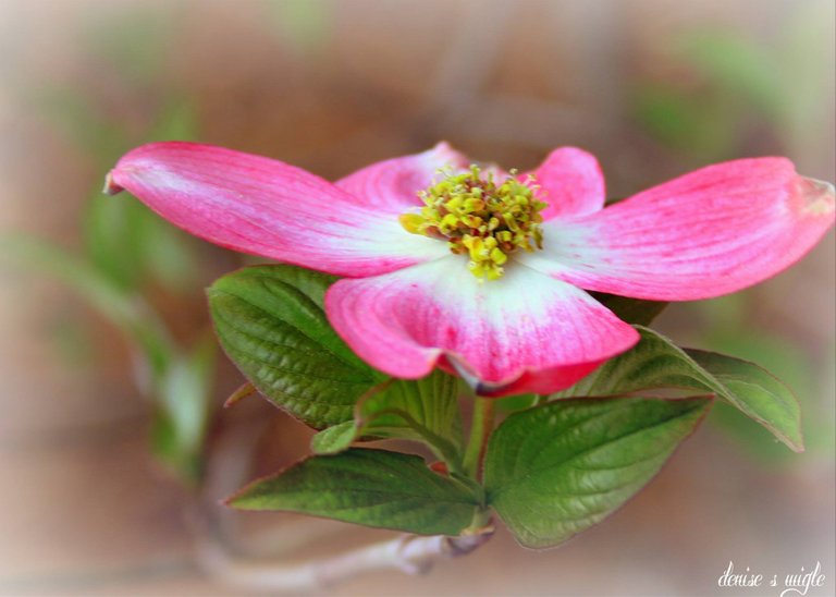 dogwood flowere.jpg