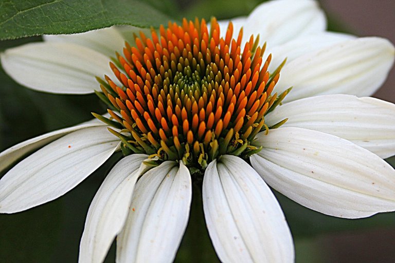 coneflower.jpg