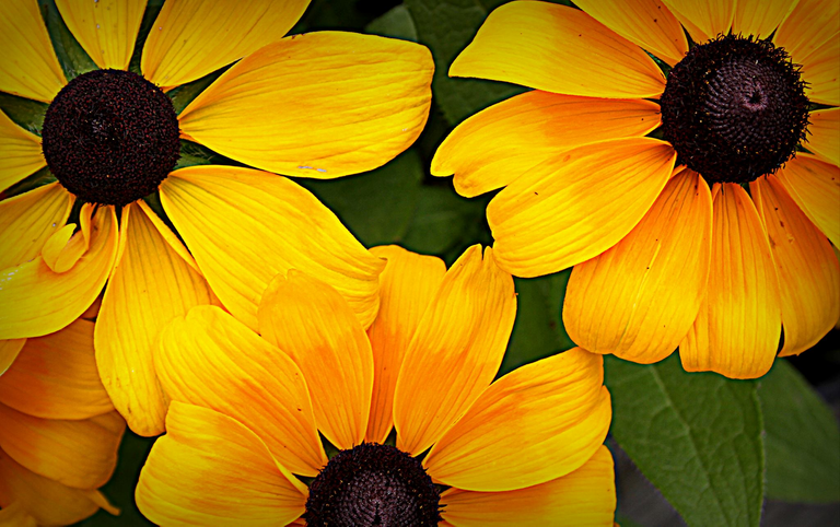 black eyed susans.png