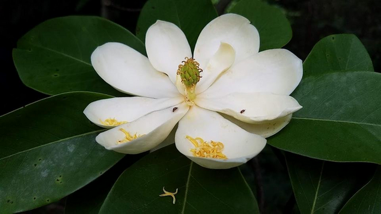 magnolia tree.png