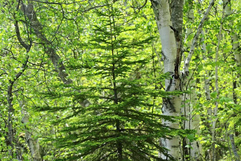 Maine birch.JPG