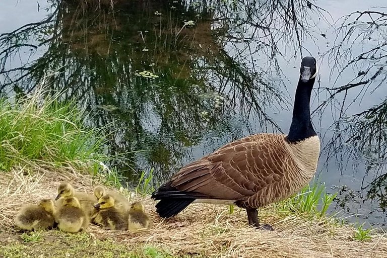 geese and mama.jpg