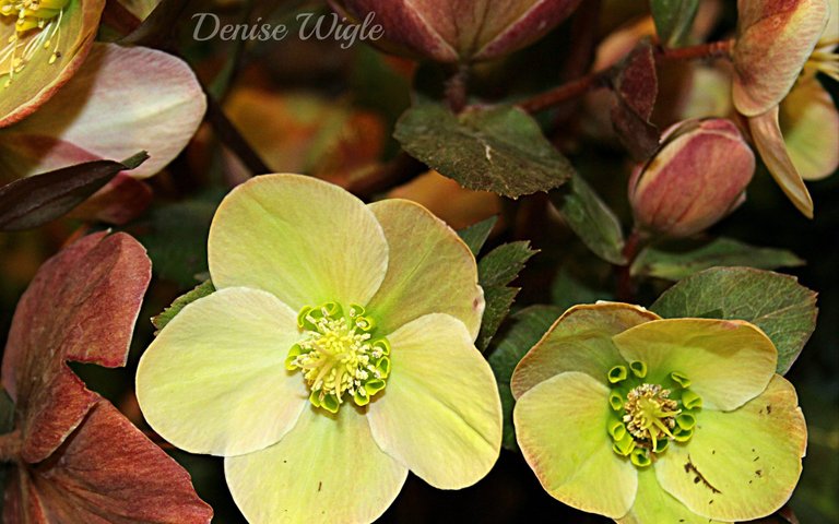 Helebores 2.jpg