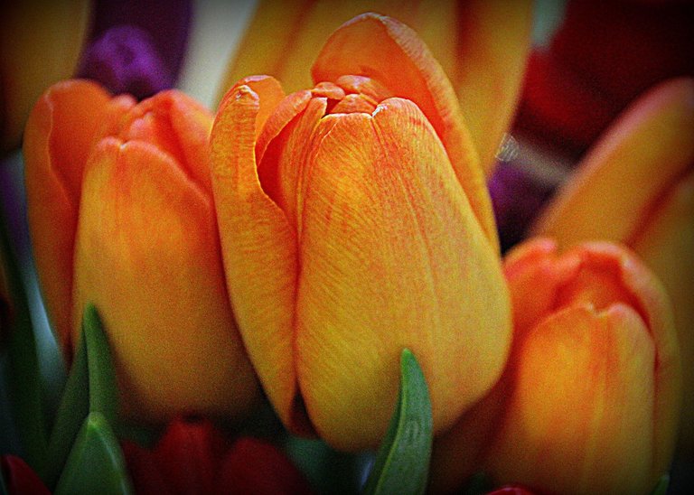 tulipa 2.jpg