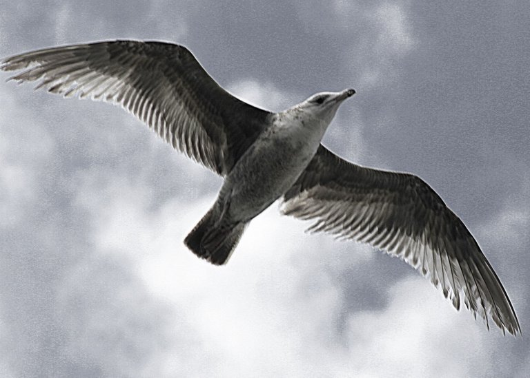flying seagull 2.jpg